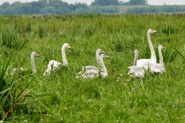 Welney sightings - 24/08/2024